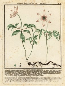 Bosanemoon, Anemone nemorosa door Unbekannter Künstler