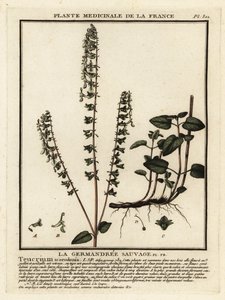 Bosgamander, Teucrium scorodonia