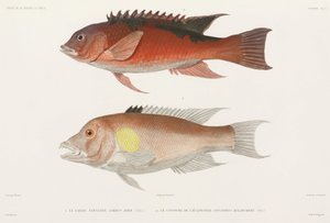 Lipvissen
