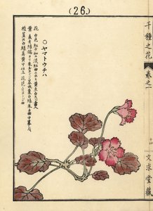 Yamato uchiwa of iwakagami, Schizocodon soldanelloides, Japanse alpenplant