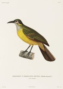 Geelwang Philedon, Nieuw-Guinea door Unbekannter Künstler