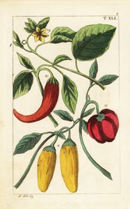 Gele en rode paprika