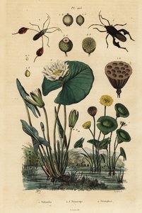 Gele lotus, Nelumbo lutea 1, bladvoetige wantsen, Anisoscelis foliaceus 2 en Anoplocnemis curvipes 3, en witte waterlelie, Nymphaea alba 4 door Unbekannt