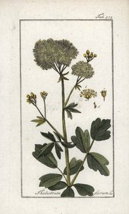 Gele pigamon (Thalictrum flavum). Lithografie uit “Afbeelding der Artseny-Gewassen” door Johannes Zorn (1739-1799), Nederland door Unbekannter Künstler