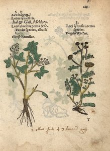 Gele honingklaver, Melilotus officinalis