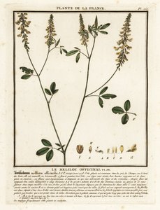 Gele honingklaver, Melilotus officinalis door Unbekannter Künstler