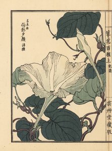 Yuugao, hyoutan, kalebas of flespompoenbloem, Lagenaria siceraria - Kusa Bana Hyakushu (Honderd variëteiten bloemen), Tokyo