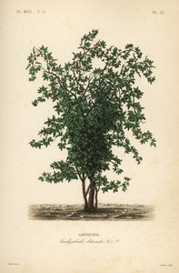 Zabala of coguil vruchtboom, Lardizabala biternata, Lardizabal door Unbekannt