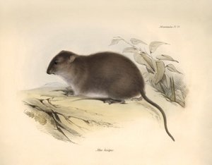Zoologie: De 