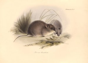 Zoologie: De "Reithrodon Chinchilloides" of Chinchilla van Patagonië beschreven door Charles Darwin tijdens zijn ontdekkingsreis aan boord van de Beagle. Plaat uit "The Zoology of the voyage of H.M.S. Beagle onder het bevel van Kapitein Fitzroy tijdens de  door Unbekannter Künstler