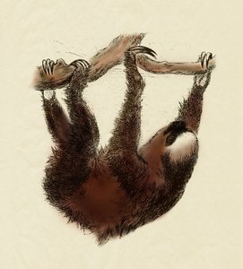 Zoologie: luiaard (Bradypus tridactylus)