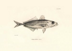 Zoologie: weergave van de vis Caranx declivis beschreven door Charles Darwin tijdens zijn reis aan boord van de Beagle. Plaat uit The zoology of the voyage of H.M.S. Beagle onder het bevel van kapitein Fitzroy tijdens de jaren 1832-1836 door Unbekannter Künstler