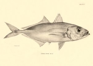 Zoölogie: weergave van de vis "Caranx torvus" beschreven door Charles Darwin tijdens zijn reis aan boord van de Beagle. Plaat uit "The zoology of the voyage of H.M.S. Beagle under the command of Captain Fitzroy during the years 1832-1836" door Unbekannter Künstler