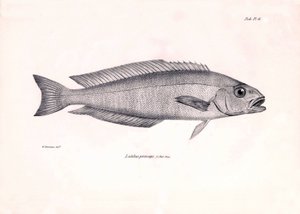 Zoologie: weergave van de vis Latilus princeps beschreven door Charles Darwin tijdens zijn reis aan boord van de Beagle. Plaat uit The zoology of the voyage of H.M.S. Beagle onder het bevel van kapitein Fitzroy tijdens de jaren 1832-1836 door Unbekannter Künstler