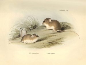 Zoologie: de 