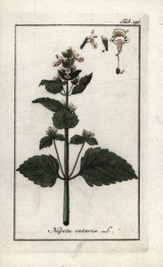 Kattekruid (Nepeta cataria). Lithografie uit Afbeelding der Artseny-Gewassen door Johannes Zorn, Nederland door Unbekannter Künstler