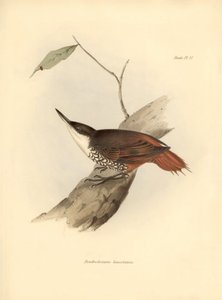Ornithologie: Dendrodamus leucosternus vogel van Zuid-Amerika geobserveerd en beschreven door Charles Darwin (1809-1882). Plaat uit The zoology of the voyage of H.M.S. Beagle. Deel III, Vogels beschreven door John Gould, met opmerking over hun gewoonten do