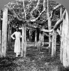 Onder de wortels van een banyanboom, Calcutta, India, 1900s door Underwood and Underwood