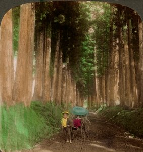 Een laan van cryptomeria cederbomen, Nikko, Japan