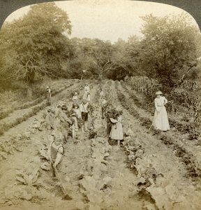 Kinderen werken in een moestuin, Salvation Army Home, Spring Valley, New York, VS