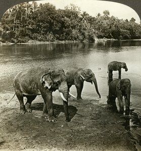 Olifanten, Sri Lanka Ceylon door Underwood and Underwood