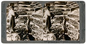 Voeren van zijderupsen hun ontbijt van moerbeibladeren, Libanon gebergte, Syrië, 20e eeuw door Underwood and Underwood