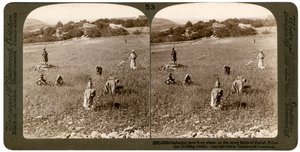 Onkruid verzamelen uit tarwe in de stenige velden van Bethel Baytin, Palestina, 1900