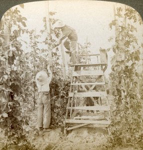 In het Rijke Hopdistrict, De Wijnstokken Trainen, White River Valley, Washington, VS door Underwood and Underwood