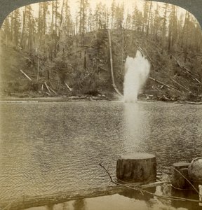 Boomstamgoot, Oregon, VS