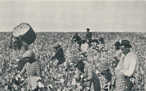 Katoen plukken, 1916