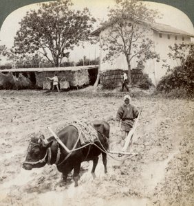 Ploegen van overstroomd land voor rijstplanting, ten noorden van de hoofdweg bij Uji, nabij Kyoto, Japan, 1904