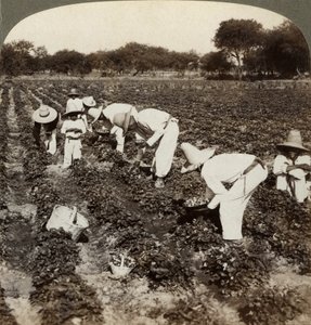 Aardbeienveld, Irapuato, Mexico