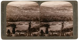 De heuvel van Samaria, vanuit het zuiden, omgeven door vijgen- en olijfboomgaarden, Palestina, 1900
