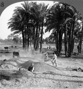 Het wannen van het graan na het dorsen, Egypte, 1905