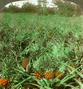 Waar de heerlijke ananas groeit, Florida, VS, 1896 door Underwood and Underwood