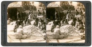 Vrouwen sorteren grote stapels zijdecocons, Antiochië, Syrië, 1900s