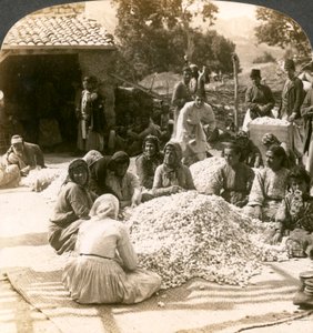 Vrouwen sorteren grote stapels zijdecocons, Antiochië, Syrië