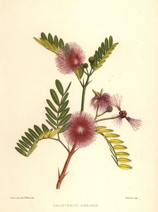 Flesseborstel, Callistemon linearis (Calistemon linearis)