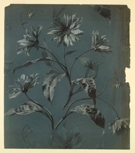 Ontwerp voor behang of textiel van madeliefachtige bloem met herhaling door Unknown