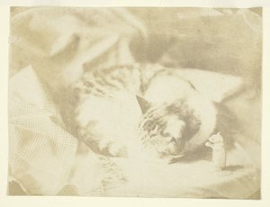 De kat van Mevr. Craik door Unknown