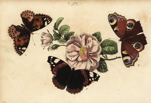 Distelvlinder, Vanessa cardui, atalanta, Vanessa atalanta en dagpauwoog, Aglais io