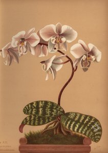 Phalaenopsis schilleriana