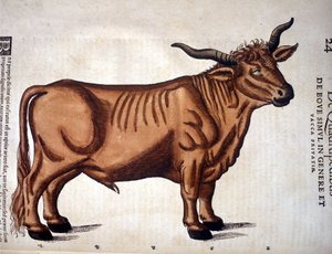 Een rund uit de Historia Animalium van Conrad Gesner, Tiguri 1560. Biblioteca nazionale Braidense. Milaan door Unknown artist