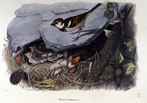 Een bord dat een gewone vogel (of mus) bij zijn nest voorstelt door Unknown artist