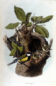 Een bord met een gewone vogel (of mus) bij zijn nest.