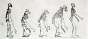 Een vergelijkende studie van de skeletten van mens en apen: gibbon, orang-oetan, chimpansee en gorilla door Unknown artist