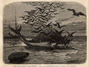 Een kosmopolitische zeilboot, de snelste vis ter wereld, dankzij zijn zeilvormige vin op zijn rug, aangespoeld op de kust en aangevallen door kraaien. Gravure ter illustratie van het verhaal Quatre mois en Florida, door M. Pousselgue, in 1851-1852, gepubli