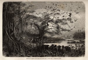 Overvloed aan wild aan de oevers van de Zambezi