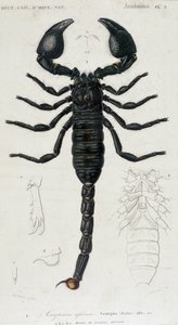 Afrikaanse Schorpioen - Natuurhistorisch Bord door Unknown artist