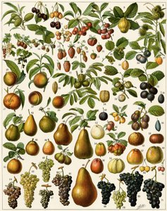 Landbouw: Botanisch bord met eetbare vruchten (kers, framboos, aardbei, bosbes, perzik, abrikoos, noten, druiven, peer, hazelnoot, vijg, appel, pruim...) door Unknown artist